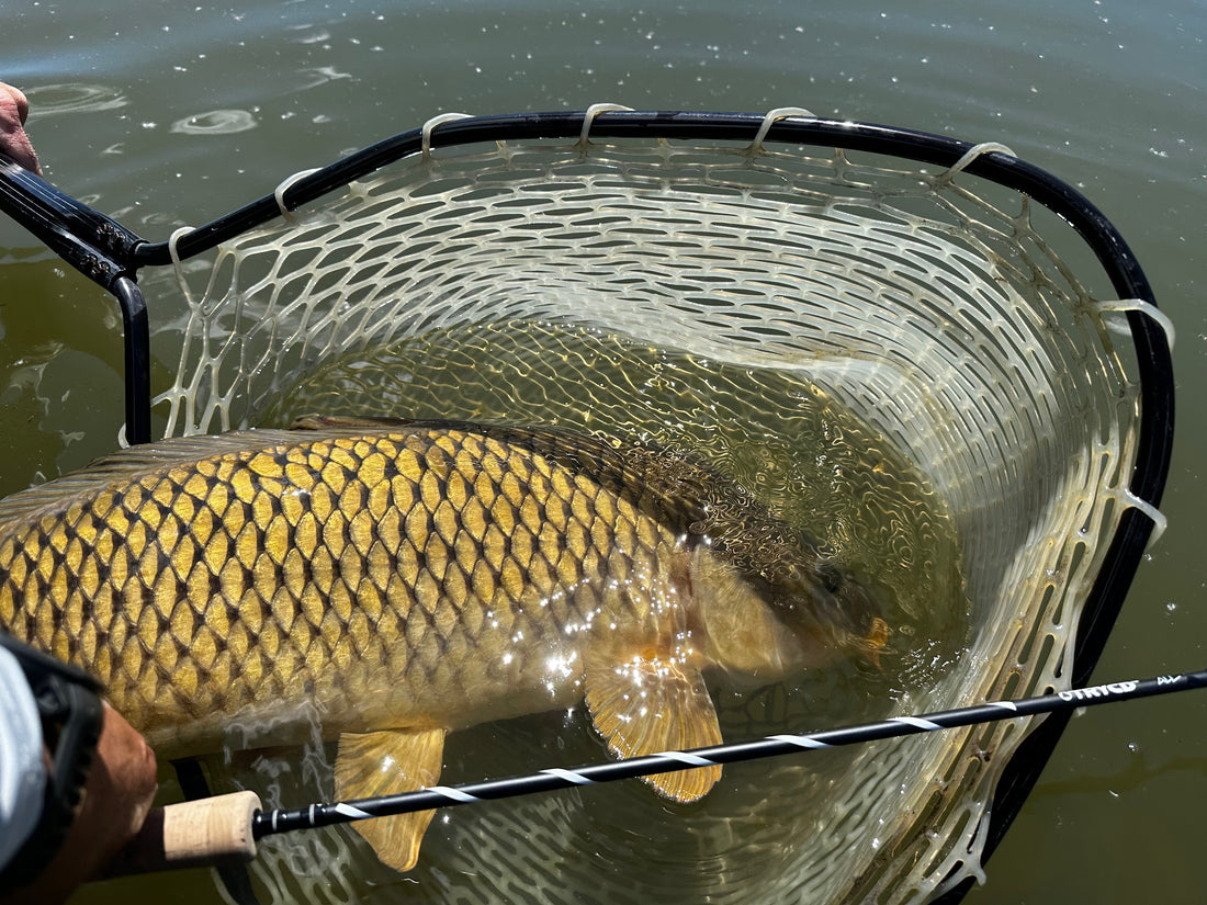 Why the Allfly is the Ultimate Carp Fly Rod