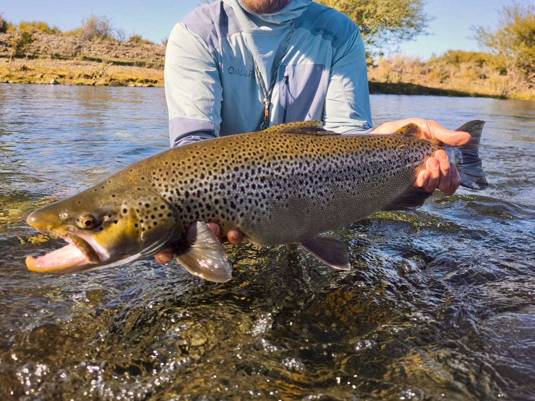 Giant Brown Trout Limay River