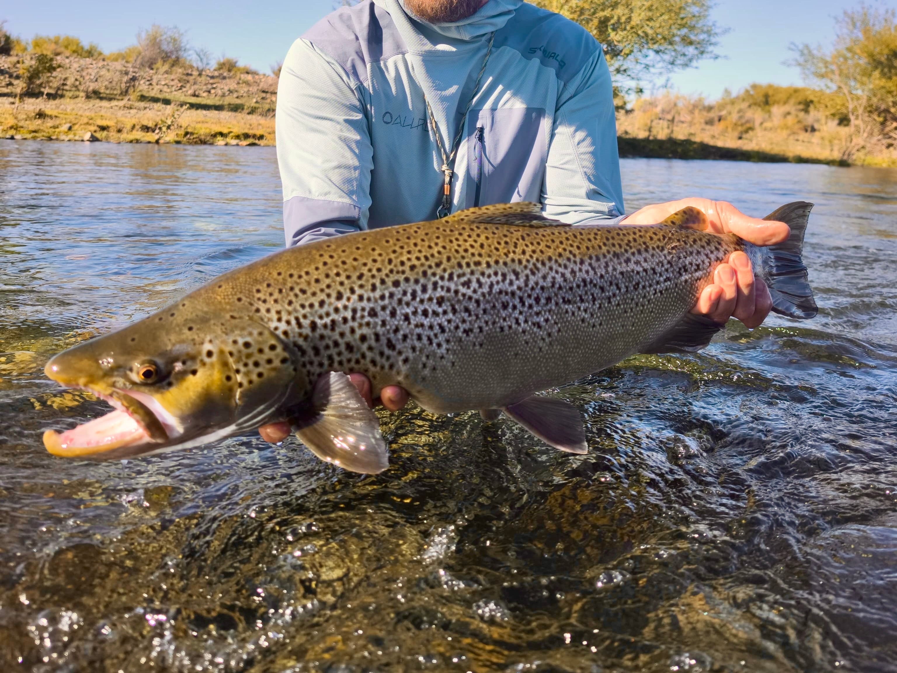 Giant Brown Trout Limay River