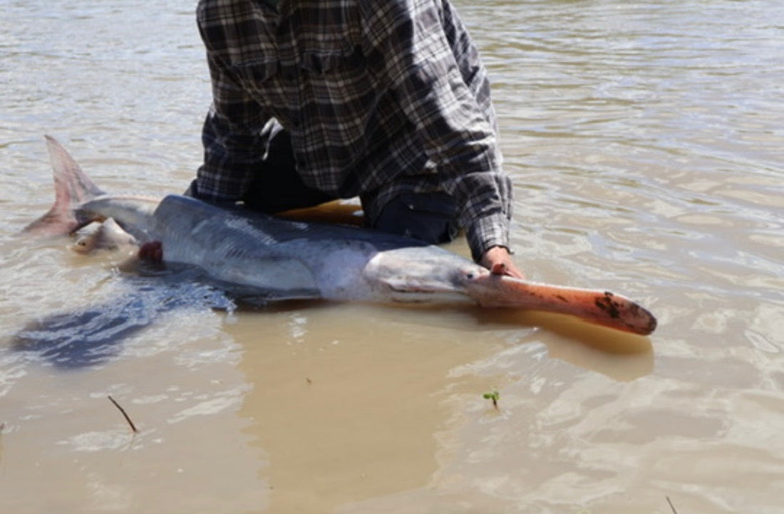 Feats of Strength-ALLSURF vs Paddlefish