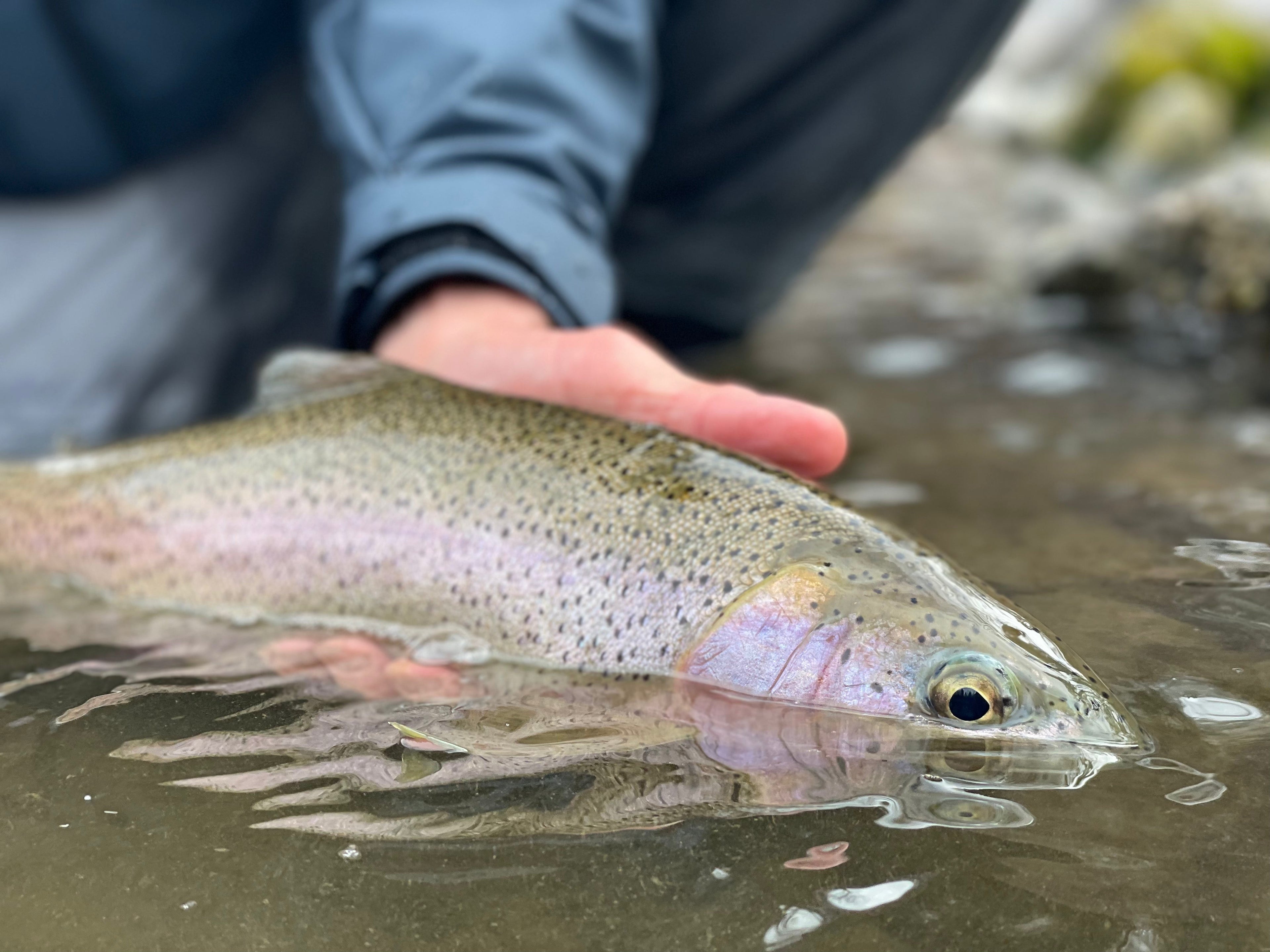 Hebgen Lake Gulpers: Sight-Fishing Montana’s Legendary Callibaetis Hatch