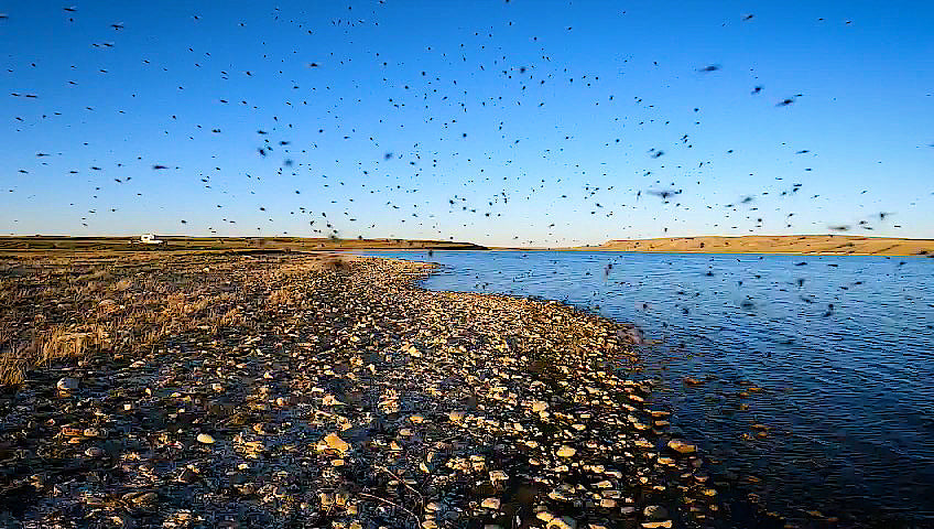 Midge Mania: Fly Fishing for Big Trout with Chironomids